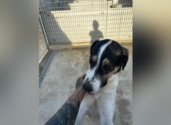 Shiro - Kuschelbär sucht seine Menschen