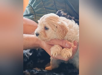 Wunderschöne Maltipoo Welpen