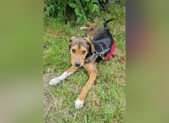Tadeus sucht sein Körbchen (59514 Welver)