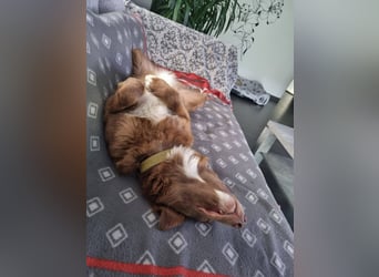 Klara, wunderschöne Junghündin sucht ihr Zuhause, PS in 86633 Neuburg