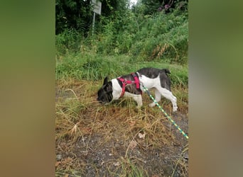 Französische Bulldogge Inge sucht Zuhause oder Pflegestelle