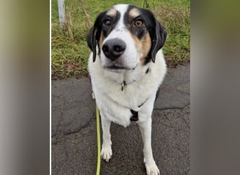 Valentino, verliert unverschuldet sein Zuhause