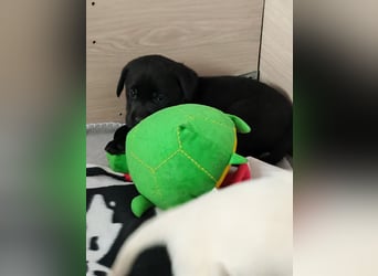 Wir haben ab 05.04. Reinrassige Labrador Welpen abzugeben