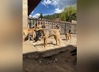 Alex - Freundlicher Jungspund sucht liebevolles Zuhause