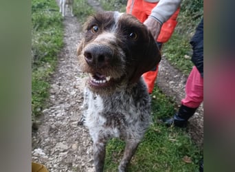 Jack - lebensfroher Drahthaarmix sucht sportliche Familie mit Herz und Hundeverstand