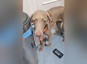 Vaiana – eine sanfte Weimaraner-Hündin