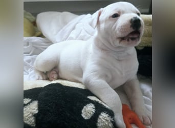 American Bulldog Welpen aus Hybrid/Standard Verpaarung ab Mitte Juni abzugeben, www.cocodin-bulls.de