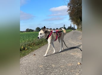PALOMA wartet in 41379 Brüggen