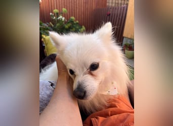 Merlin SR – Fröhlicher Spitz-Rüde sucht neues Zuhause
