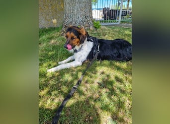 ❤️OLAF❤️ Bereits auf Pflegestelle in Deutschland