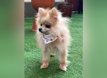 Charlotte SR – Freche Mini-Prinzessin mit ganz viel Charme