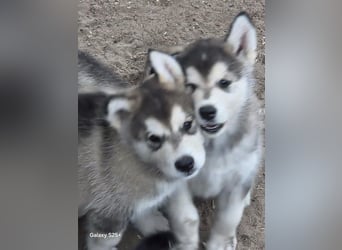 Welpen Alaska Malamute- Husky Mix