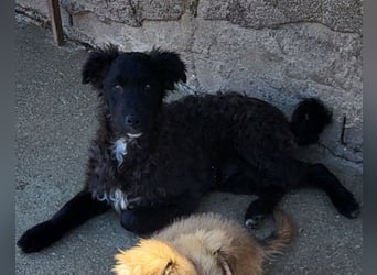 Flynn ❤️ offener, verspielter Welpenjunge