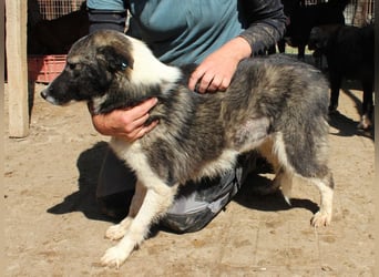 ♥NINCHEN♥ sehr zutrauliche Husky-Mix-Junghündin, die an uns Menschen sehr interessiert ist 44 cm