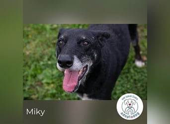 Miky: Sucht dich!
