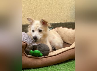 Nala-SR, sucht Zuneigung und Liebe