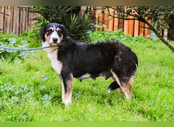 Kathy, Mix Border Collie / Griffon, lieb und sozial
