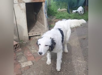 Thor verurteilt auf ein Leben an der Kette