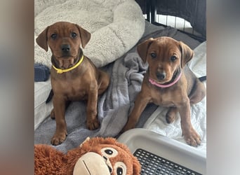 Deutscher Pinscher Welpen aus dem Haus ,,Cava Land" FCI Zucht