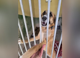 ALICIA-jung, wachsam, neugierig, klug, verspielt ,loyal, verspielt auf der Suche nach ihrem Zuhause