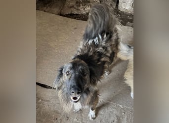 THEO, Rüde, 1,5 Jahre, 45cm, Mischling, Tierschutz