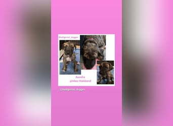 Deutsche Doggen Welpen US Linie Sonderfarben