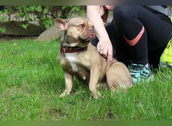 Zenia, Franz. Bulldogge, geb. 2020, lieb, anhänglich mit Hunden und Katzen verträglich