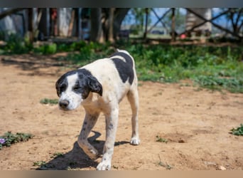 Coco - Pointer-mix sucht liebevolles Zuhause