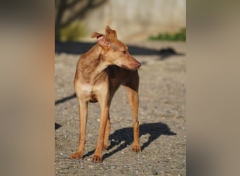 CARLA-alle lieben diese Kuschelmaus - wo ist ihre liebevolle Familie?