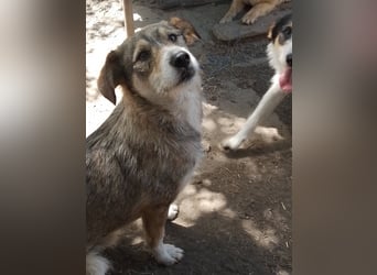 SIMBA - Traumzuhause gesucht
