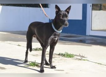 Figo, ein freundlicher und ausgeglichener Begleiter