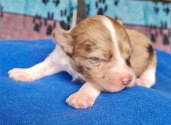 Bezaubernde Welpen aus Bolonka Zwetna und Pomeranian (Zwergspitz)