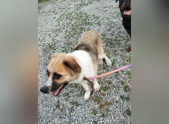BENJI (*2024) auf Pflegestelle in 86989 Steingarten