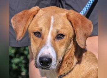 Arnie, Mix Labrador / Podengo