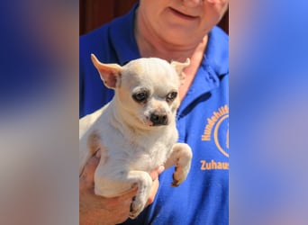 Kulcs PP – Zarte Chihuahua-Hündin sucht liebevolles Zuhause mit Herz