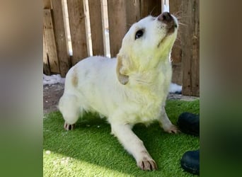 Carlotta - goldiges Hundekind