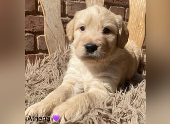 Labradoodle F1 apricot