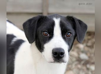 Ervin würde gerne bald das Tierheim verlassen !