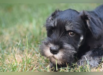 Zwergschnauzer Welpe schwarz silber  darf sofort ins neue Zuhause