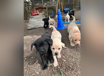 Labrador Retriever Welpen, reinrassig, Ahnenpass uvm., schwarz und gelb