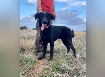 Liebevoller, verspielter Shadow sucht eine Familie!