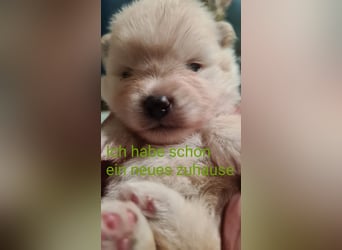 zuckersüße Pomeranianwelpe
