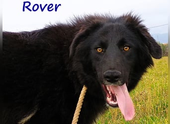 Rover 04/2024 (GRC) - ruhiger, geselliger und liebenswerter Junghund!