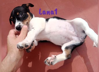 Lana1 geb. 03/2025 (ESP) - verspielte, kleine Bodeguero-Mix Welpin!