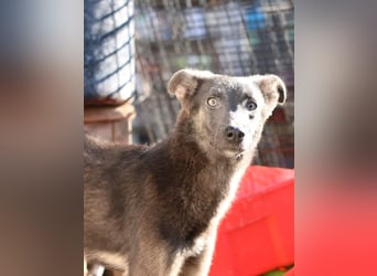 GREY, Hündin, 4 Jahre, 44 cm, Mischling, Tierschutz
