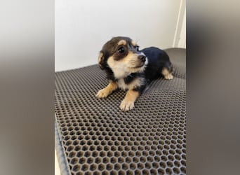 Welpe ALINA - die verspielte und verschmuste kleine Maus träumt von einem eigenen Zuhause