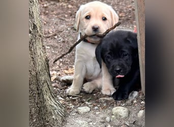 Labrador Retriever Welpen, reinrassig, Ahnenpass uvm., schwarz und gelb