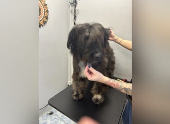 MARSHALL sucht ein zuhause
