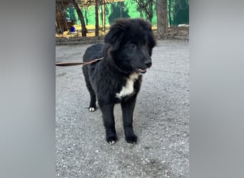 Sanfte ERIKA sucht ein liebevolles Zuhause