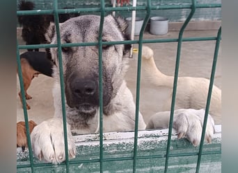 Pandora Kangal Mischling Hündin Junghund sucht Zuhause oder Pflegestelle